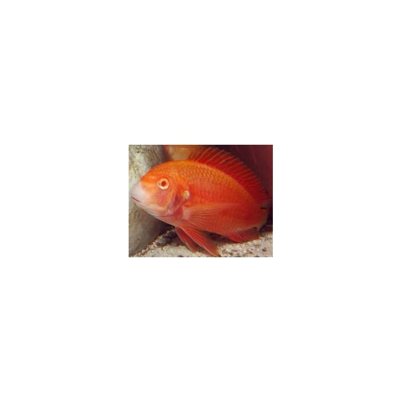 TROPHEUS MOORII CHIPIMBI ALBIN