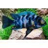 PSEUDOTROPHEUS ZEBRA MASINJE blue OB