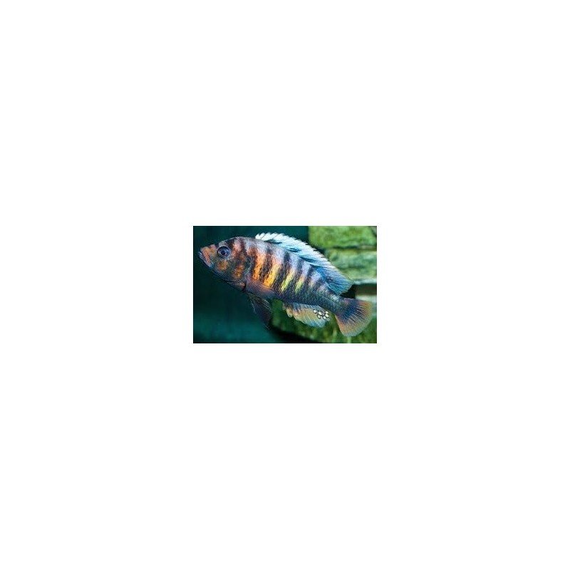 HAPLOCHROMIS CRIMSON TIDE