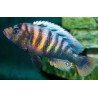 HAPLOCHROMIS CRIMSON TIDE