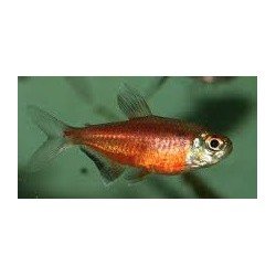HEMIGRAMMUS COERULEUS