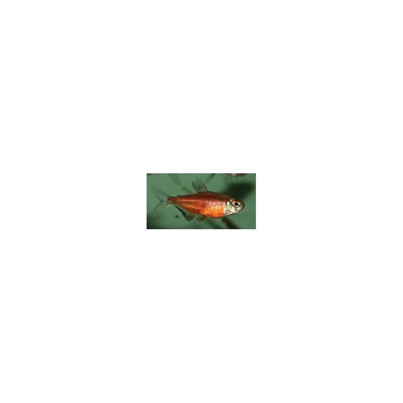 HEMIGRAMMUS COERULEUS