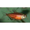 HEMIGRAMMUS COERULEUS