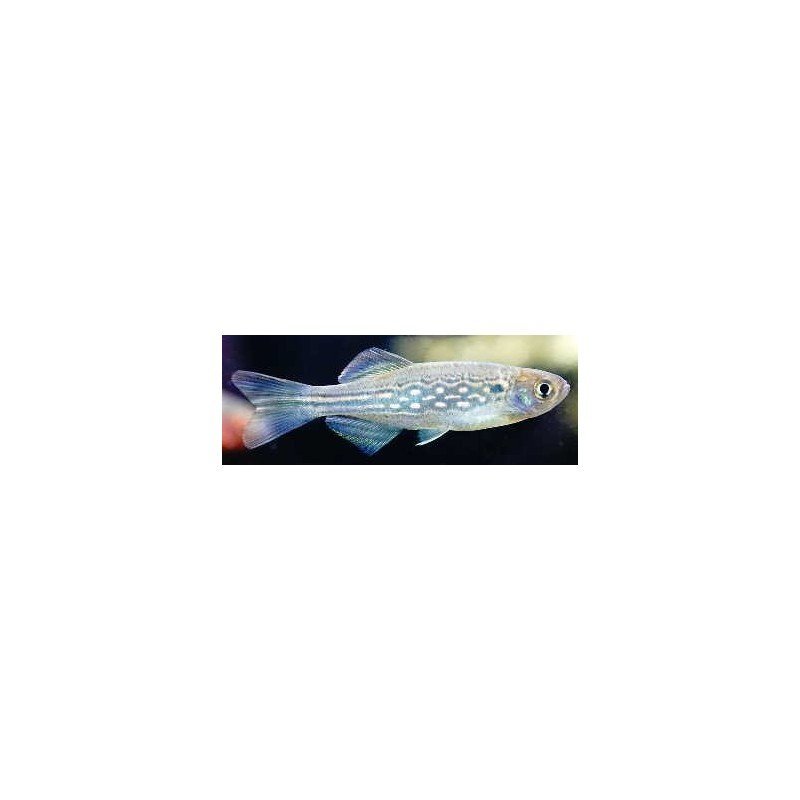 DANIO SYSPHIGMATUS