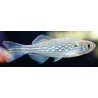 DANIO SYSPHIGMATUS