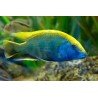 NIMBOCHROMIS VENUSTUS