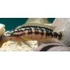 JULIDOCHROMIS TRANSCRIPTUS KALEMIE ZAMBIA