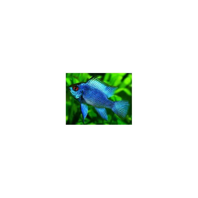 MIKROGEOPHAGUS RAMIREZI SOLID BLUE