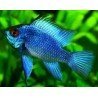 MIKROGEOPHAGUS RAMIREZI SOLID BLUE