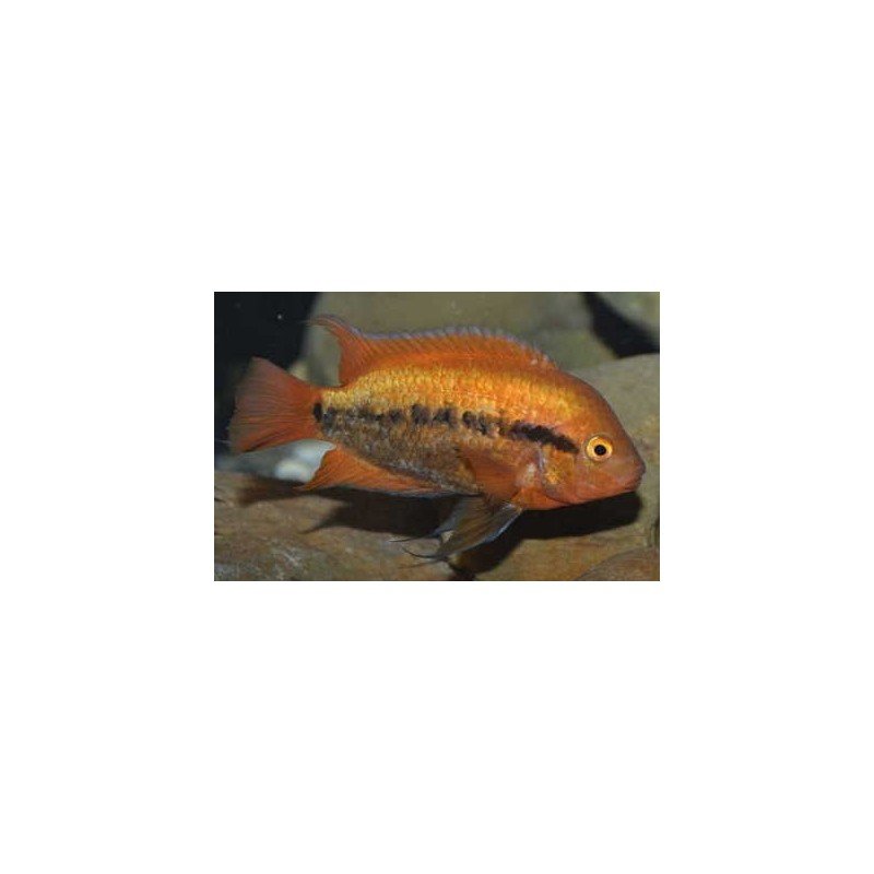 HEROTILAPIA MULTISPINOSA ORANGE