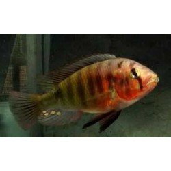 HAPLOCHROMIS/PUNDAMILIA...