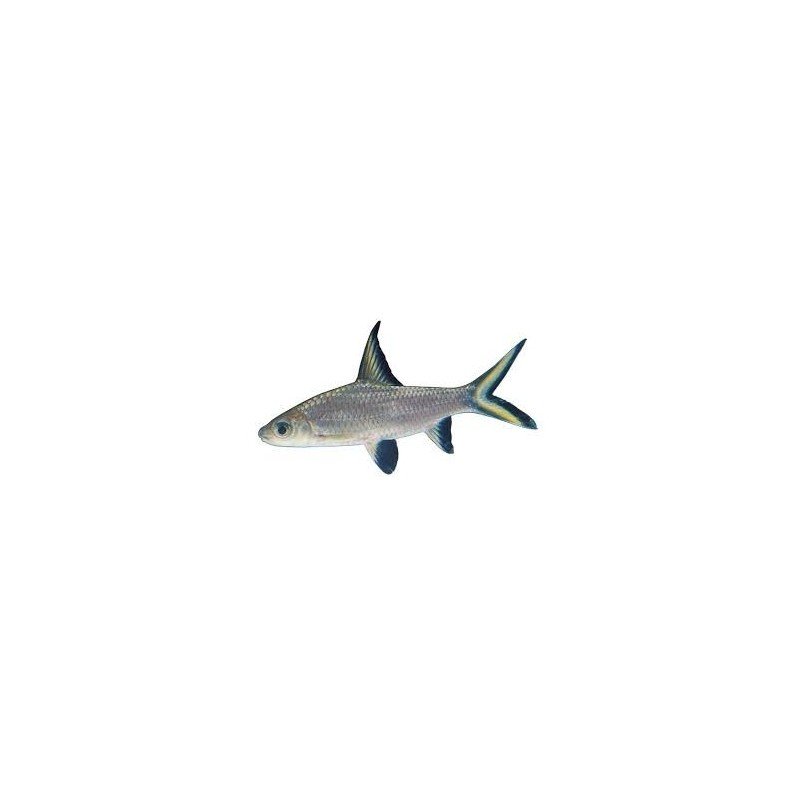 BALANTIOCHEILOS MELANOPTERUS 