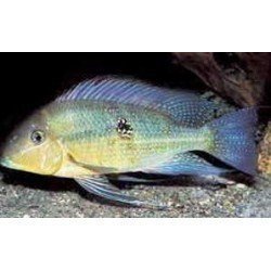 GEOPHAGUS  ALTIFRONS...