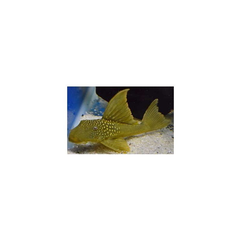 copy of ANCISTRINAE SP. L200 w/i