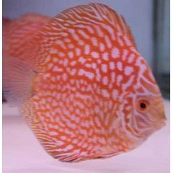SYMPHYSODON DISCUS  - RED...