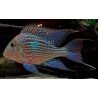 GEOPHAGUS SVENI Rio Parana