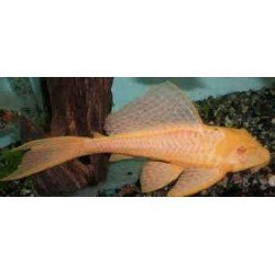 HYPOSTOMUS PLECOSTOMUS GOLD w/i