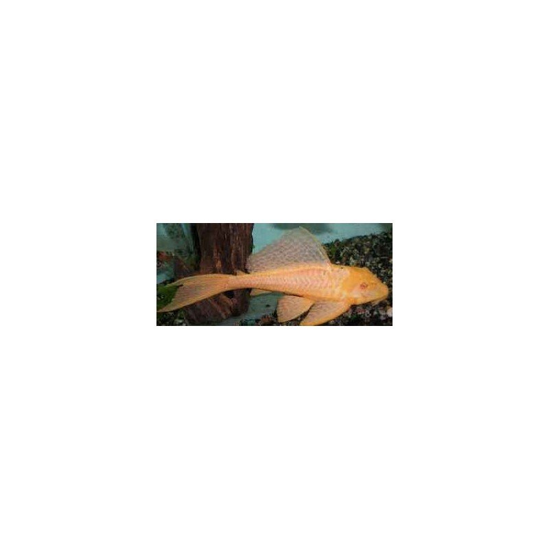 HYPOSTOMUS PLECOSTOMUS GOLD w/i