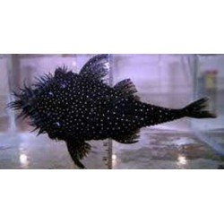 ANCISTRUS SP. L255 -...