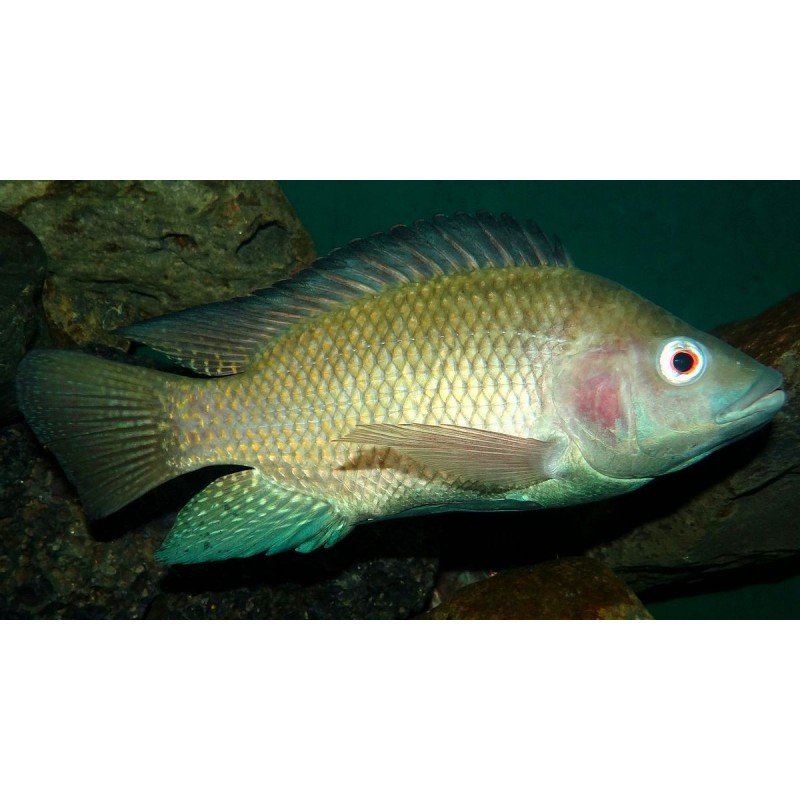 OREOCHROMIS NILOTICUS