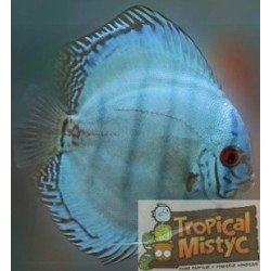 SYMPHYSODON DISCUS BLUE...