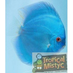 SYMPHYSODON DISCUS BLUE...