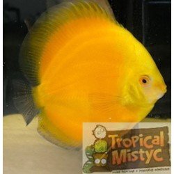 SYMPHYSODON DISCUS GOLDEN...