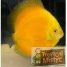 SYMPHYSODON DISCUS GOLDEN MELON (Vietnam) *