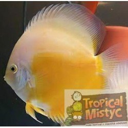 SYMPHYSODON DISCUS GOLDEN...