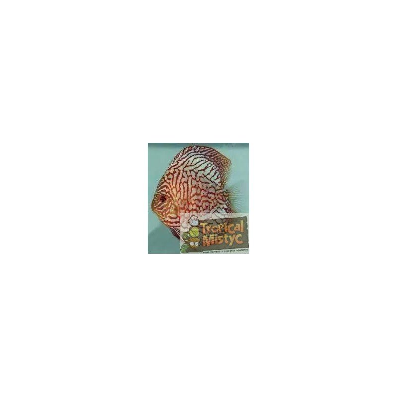 SYMPHYSODON DISCUS RED CHECKERBOARD TURQUISE *