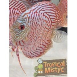 SYMPHYSODON DISCUS RED...