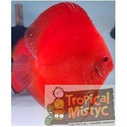 SYMPHYSODON DISCUS SOLID...