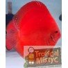 SYMPHYSODON DISCUS SOLID RED ALBINO (Vietnam) *