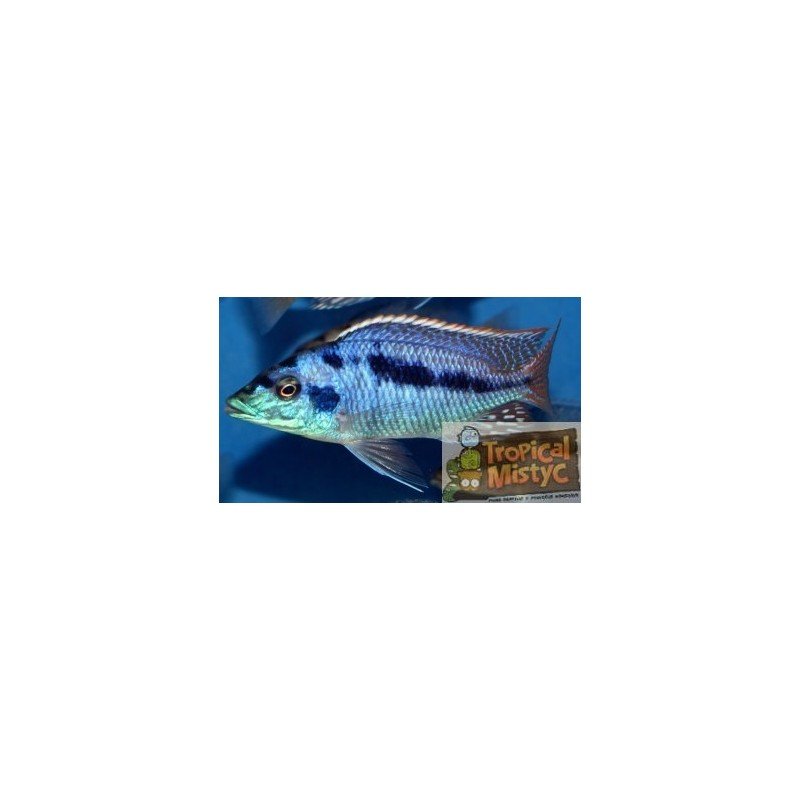 copy of NIMBOCHROMIS FUSCOTAENIATUS