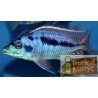 copy of NIMBOCHROMIS FUSCOTAENIATUS