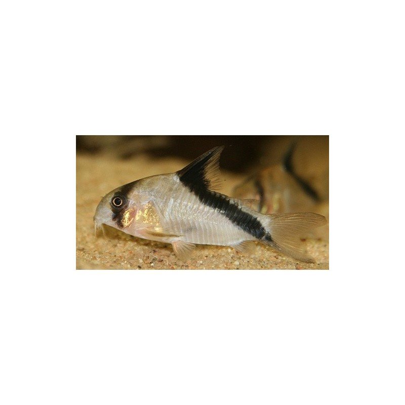 CORYDORAS MELINI w/i