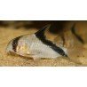 CORYDORAS MELINI w/i