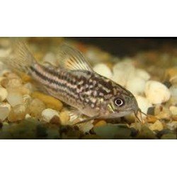 CORYDORAS NANUS