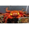 copy of GEOSESARMA SP. Vampir Crab