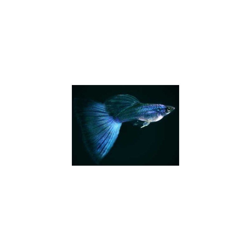 copy of GUPPY MOSCOW BLUE pareja