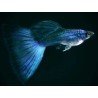copy of GUPPY MOSCOW BLUE pareja