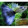 copy of GUPPY DUMBO EAR MOSAIC BLUE