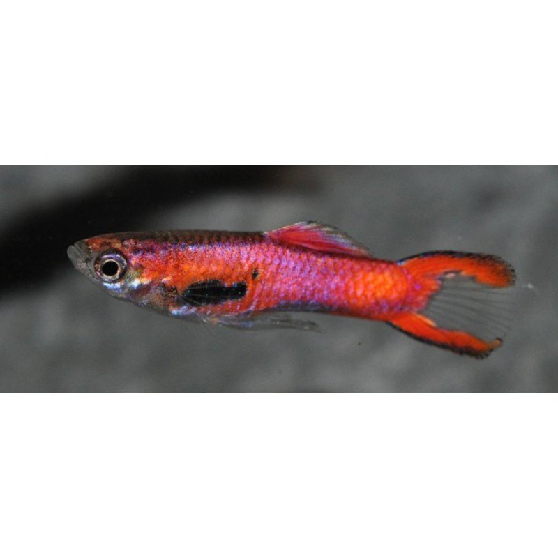 POECILIA ENDLERI SCARLET