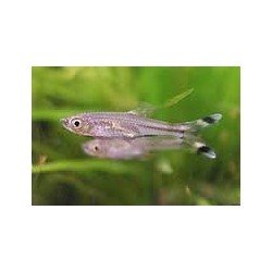 RASBORA TRILINEATA 