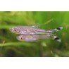 RASBORA TRILINEATA 