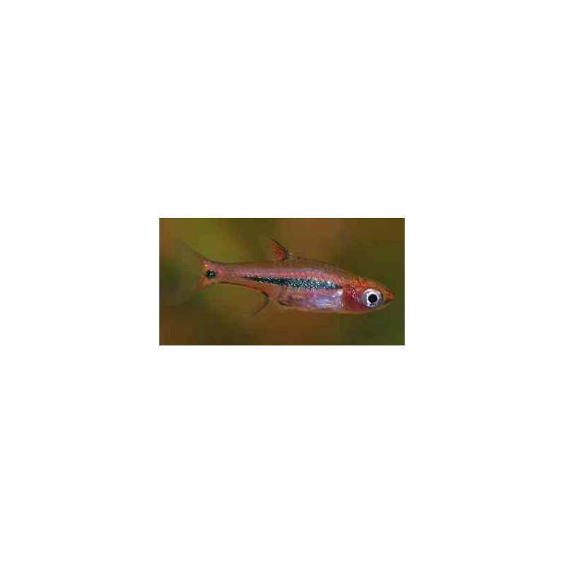 RASBORA/BORARAS UROPHTHALMOIDES w/i