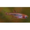 RASBORA/BORARAS UROPHTHALMOIDES w/i