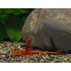 RINELORICARIA LANCEOLATA RED