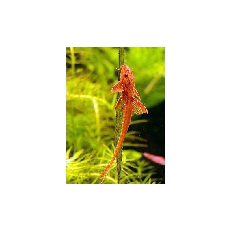 RINELORICARIA LANCEOLATA RED