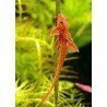 RINELORICARIA LANCEOLATA RED
